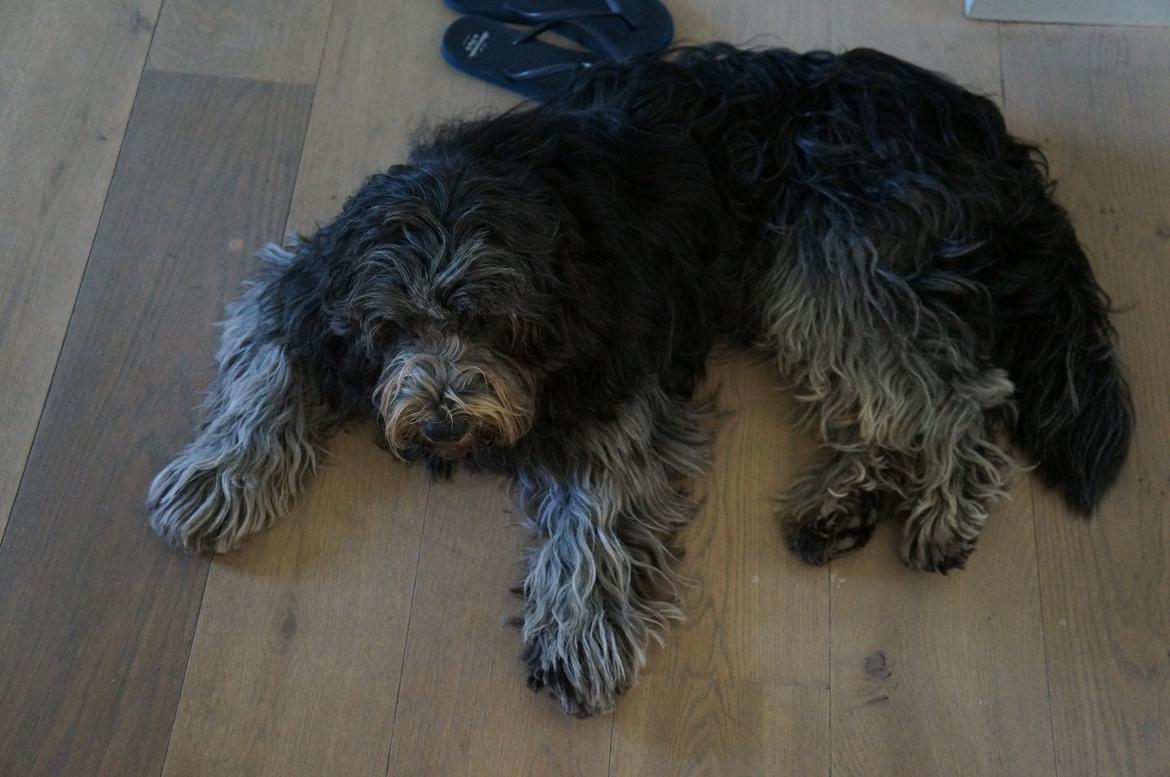 Schapendoes Aston <3 - Bamse! billede 10