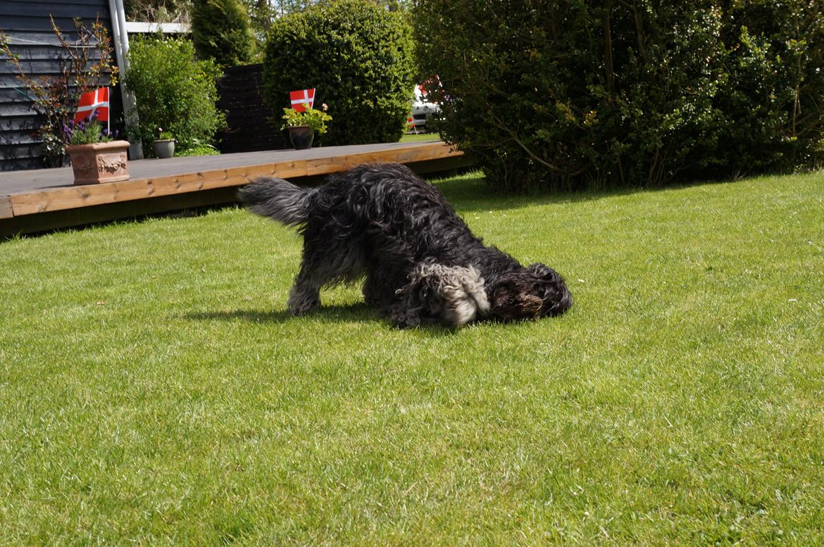 Schapendoes Aston <3 - Aston der er liidt skør ;-)  billede 11