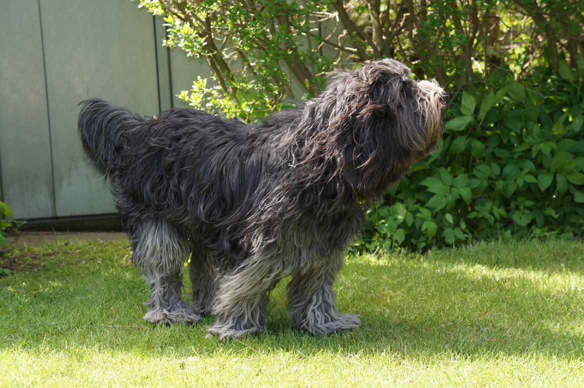 Schapendoes Aston <3 - Aston der stikker hoved mod vinden...  :P billede 12