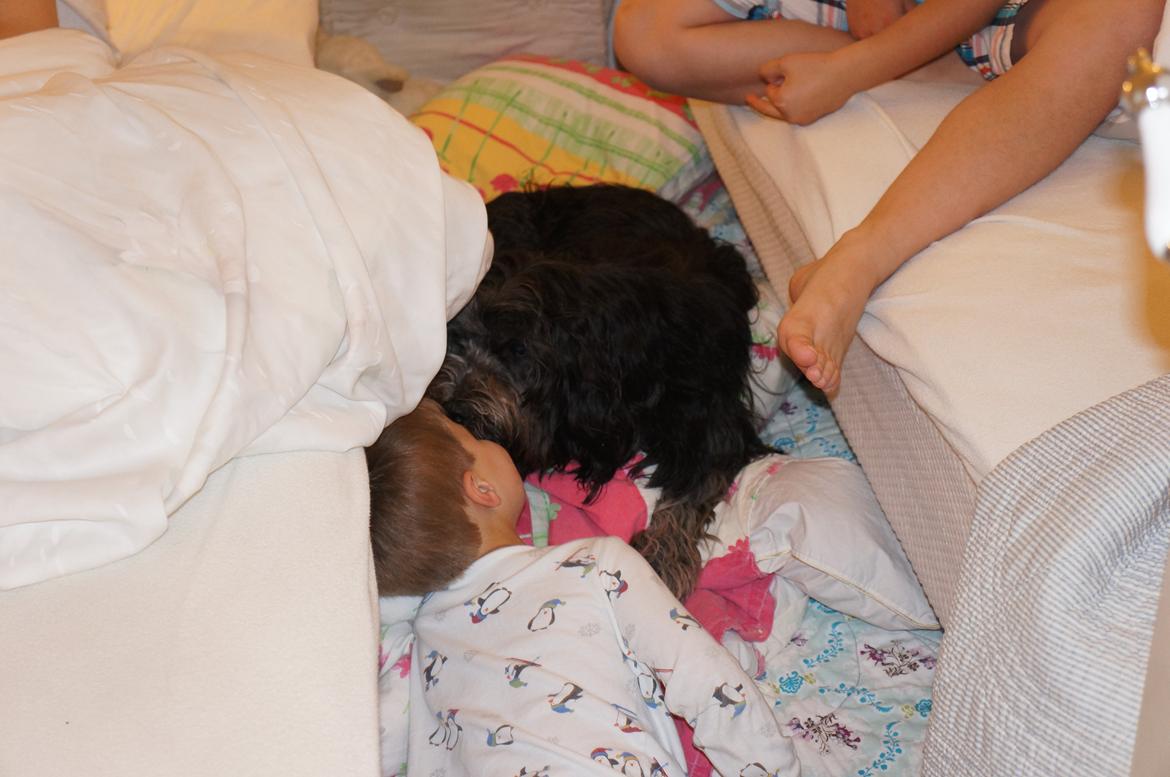 Schapendoes Aston <3 - Aston ligger bedst i Viktors seng på gulvet! Viktor får også lige et kys :-)  billede 13