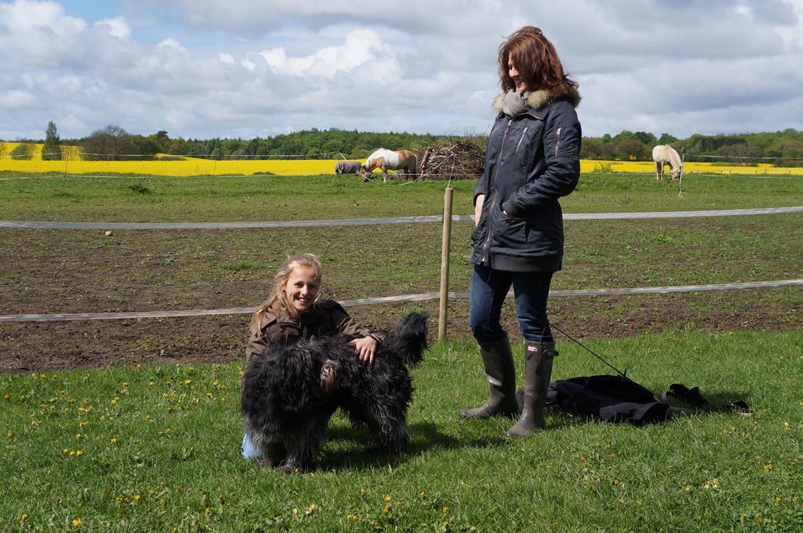 Schapendoes Aston <3 - Aston, mor og søster på gården mens jeg rider :-) Han elsker at være med oppe hos hestene! billede 14