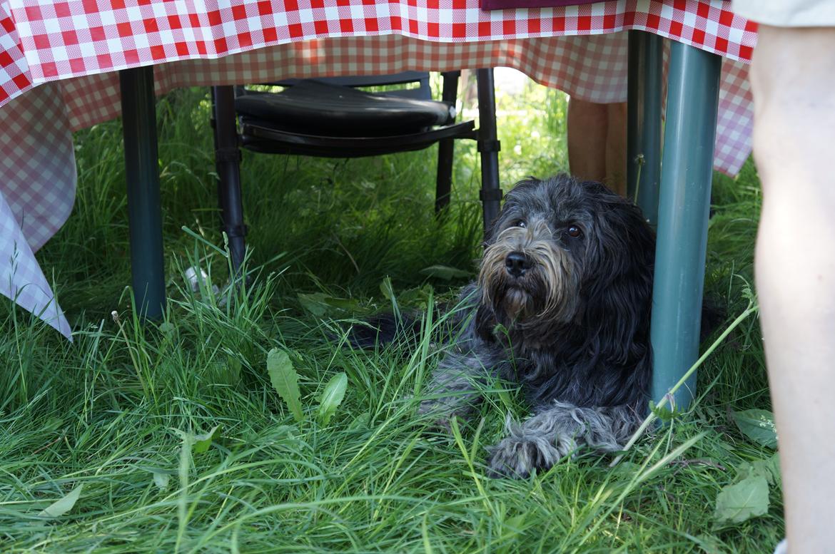 Schapendoes Aston <3 - Aston kan bedst lide at ligge i skyggen ;-) Her ligger han under cafetarie bordet til dressurstævnet :-)  billede 15