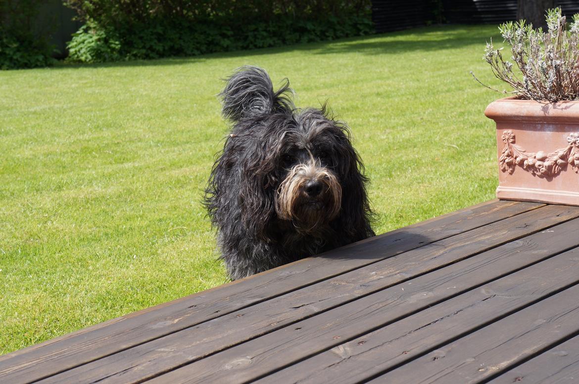 Schapendoes Aston <3 - Aston nyder at være i sommerhus om sommeren! <3 billede 16