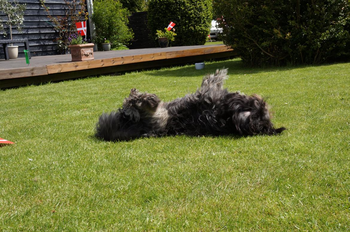 Schapendoes Aston <3 - Aston nyder bare sommeren ;-)  billede 17