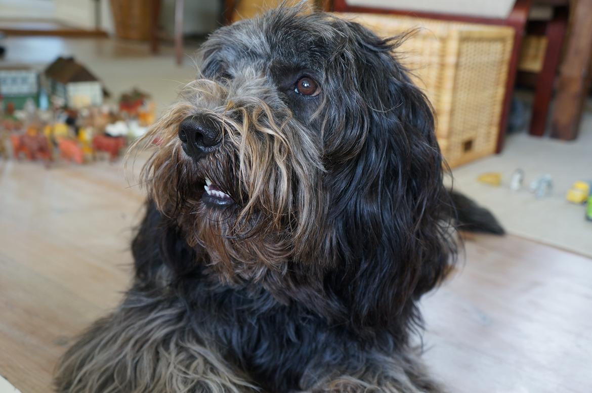 Schapendoes Aston <3 billede 18