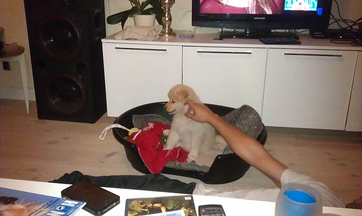 Finsk lapphund Bella - Første aften i sit nye hjem :) billede 3