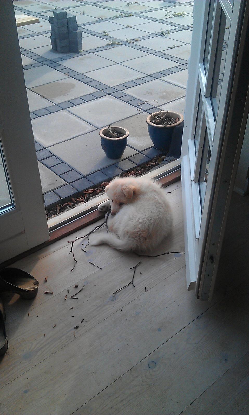 Finsk lapphund Bella - Ligger lige og tager en slapper efter at have gennemgnasket en gren billede 2