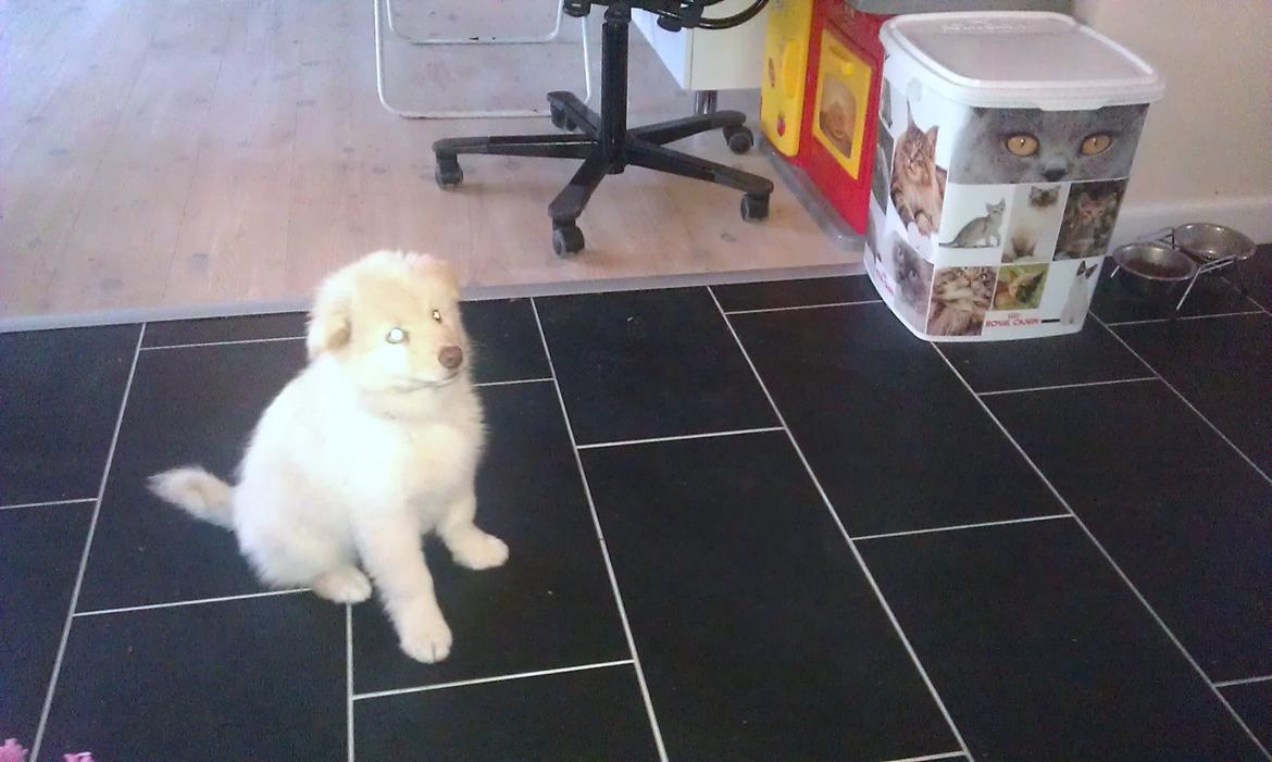Finsk lapphund Bella - Venter spændt på den der godbid der garanteret gemmer sig inde i hånden... billede 6