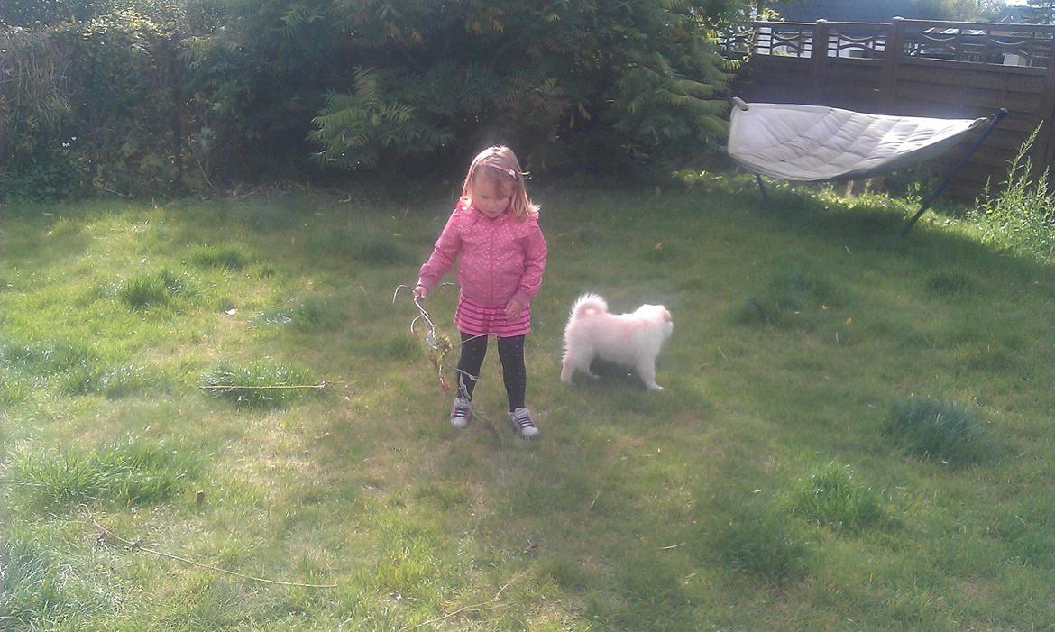 Finsk lapphund Bella billede 7
