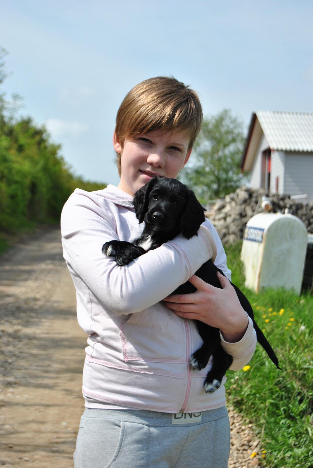 Field Trial Cockerspaniel Go Get It Nikita (Molly) billede 1