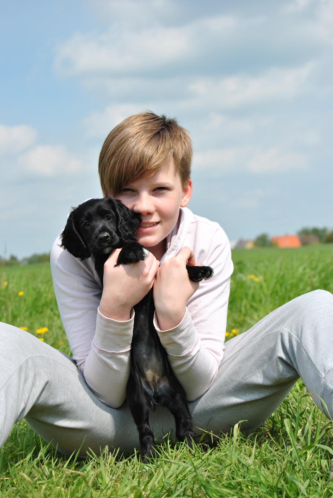 Field Trial Cockerspaniel Go Get It Nikita (Molly) billede 2