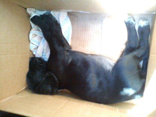 Field Trial Cockerspaniel Go Get It Nikita (Molly) billede 3