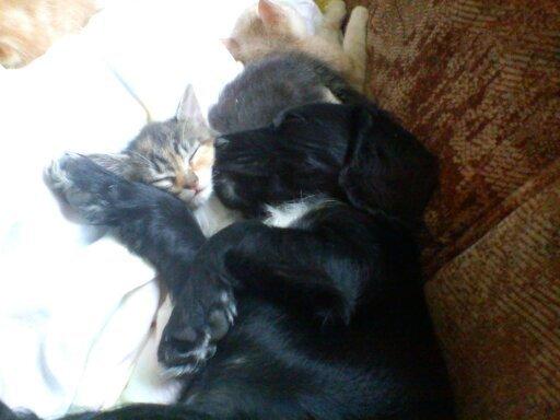 Field Trial Cockerspaniel Go Get It Nikita (Molly) billede 4