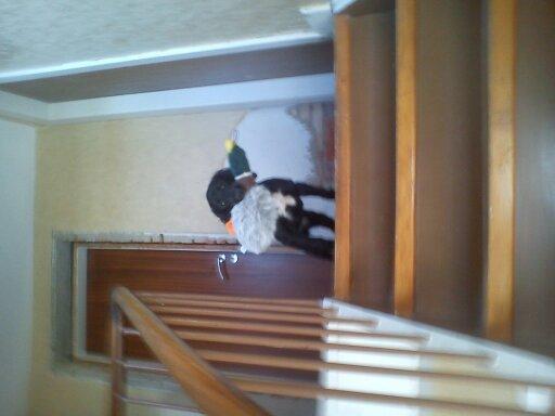 Field Trial Cockerspaniel Go Get It Nikita (Molly) billede 5