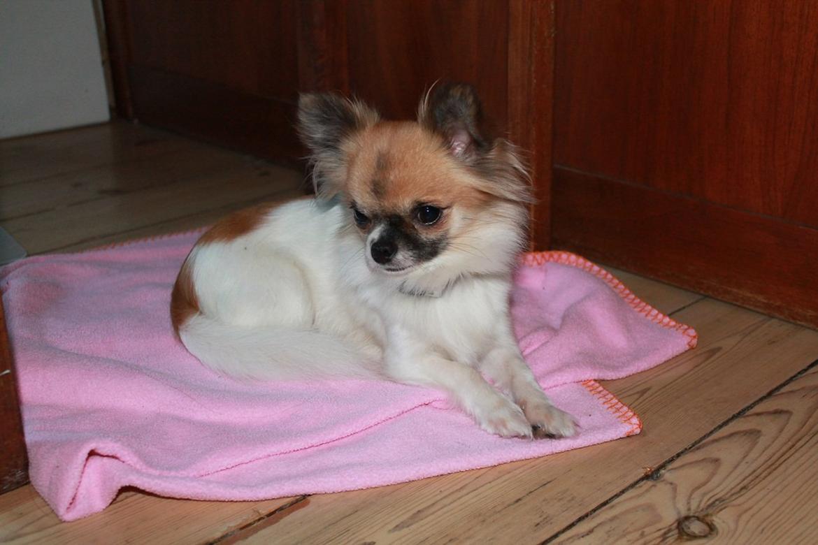 Chihuahua House Of Holtens Brise (Nellie) - 9. oktober 2012 :) billede 4