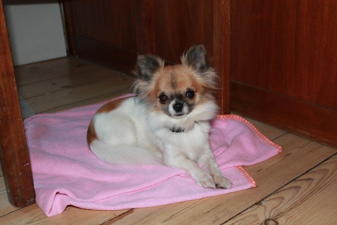 Chihuahua House Of Holtens Brise (Nellie) - 9. oktober 2012 :) billede 3