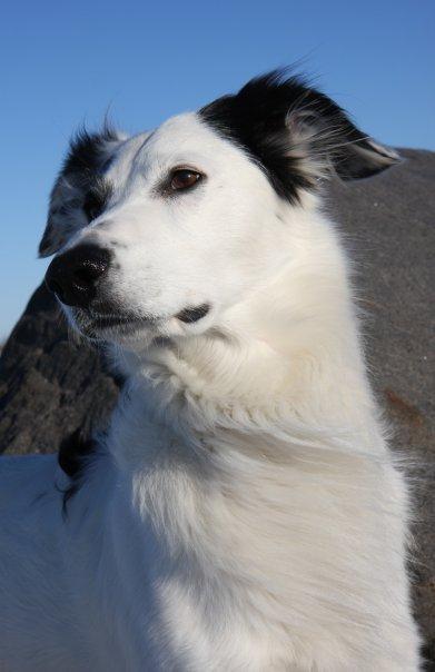 Blanding af racer Amigo billede 1