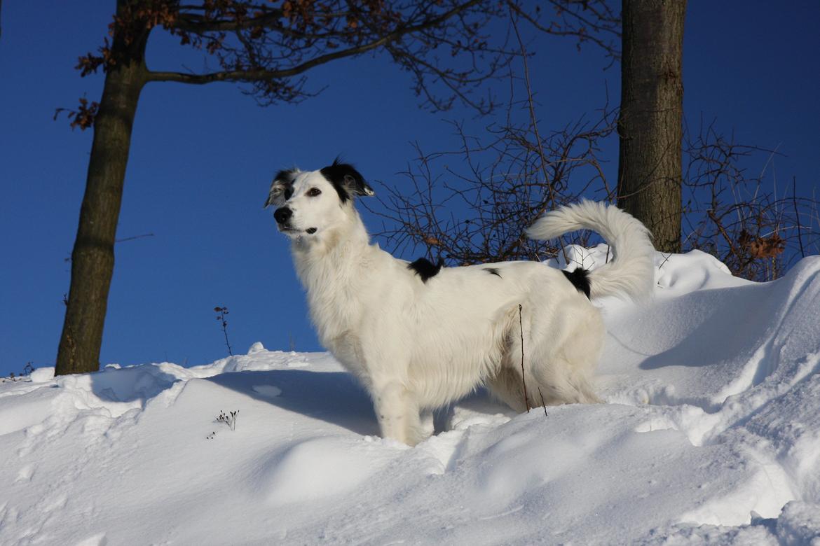 Blanding af racer Amigo billede 2