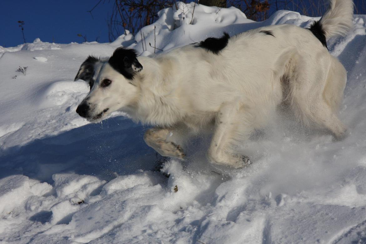 Blanding af racer Amigo billede 3