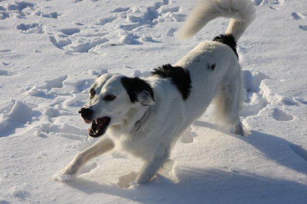 Blanding af racer Amigo billede 4