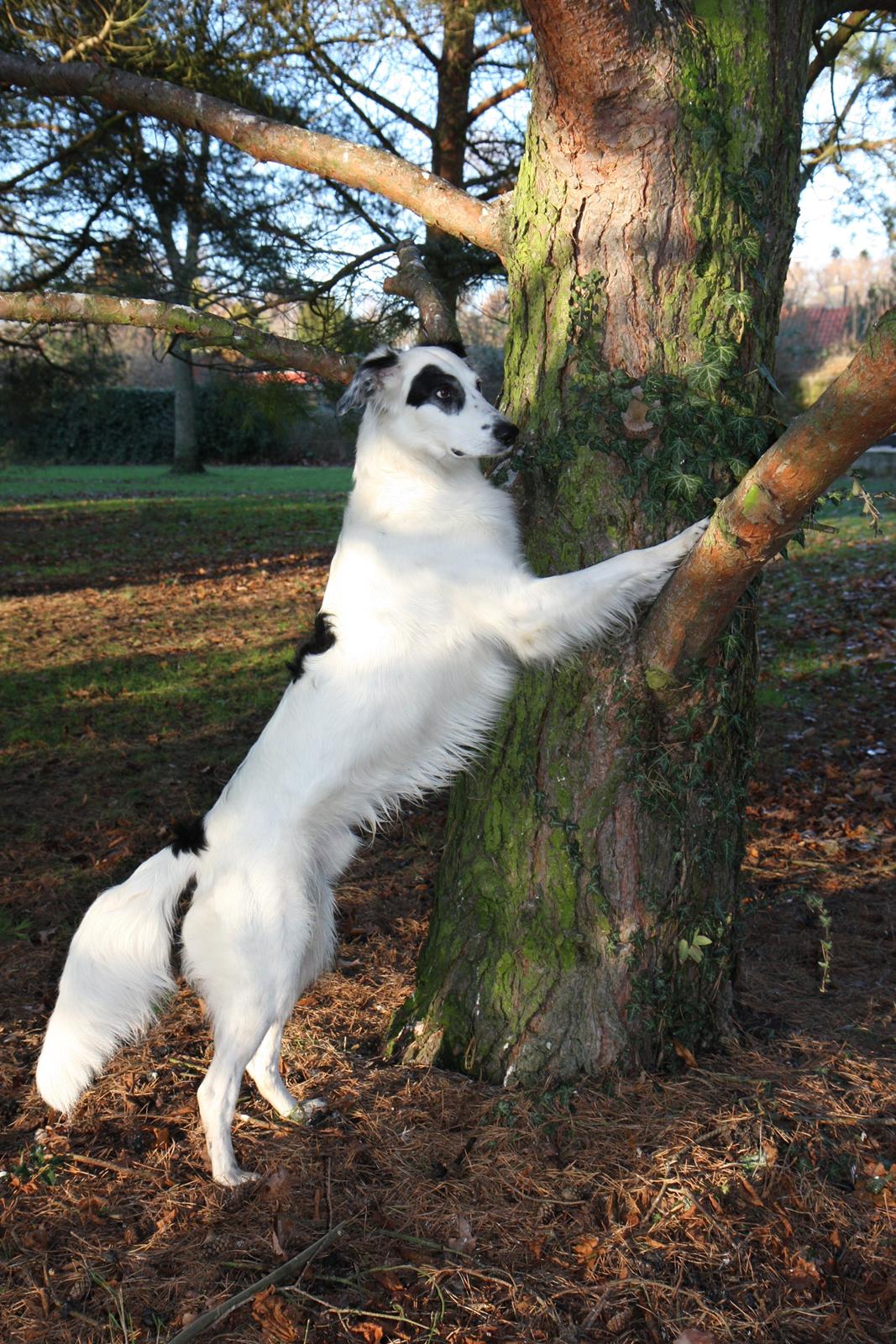 Blanding af racer Amigo billede 5