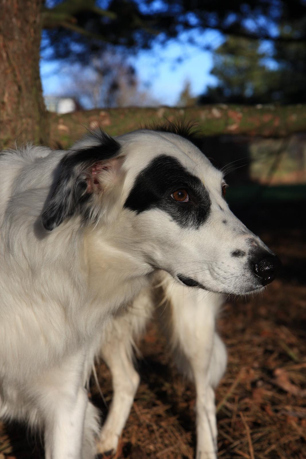 Blanding af racer Amigo billede 6