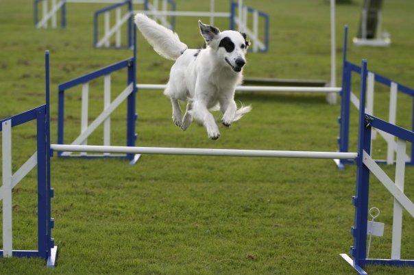 Blanding af racer Amigo billede 7