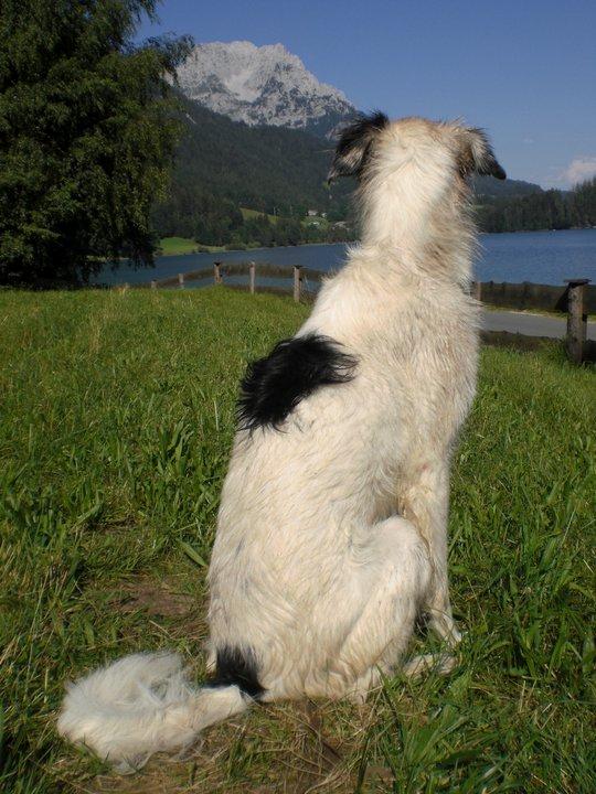 Blanding af racer Amigo billede 8