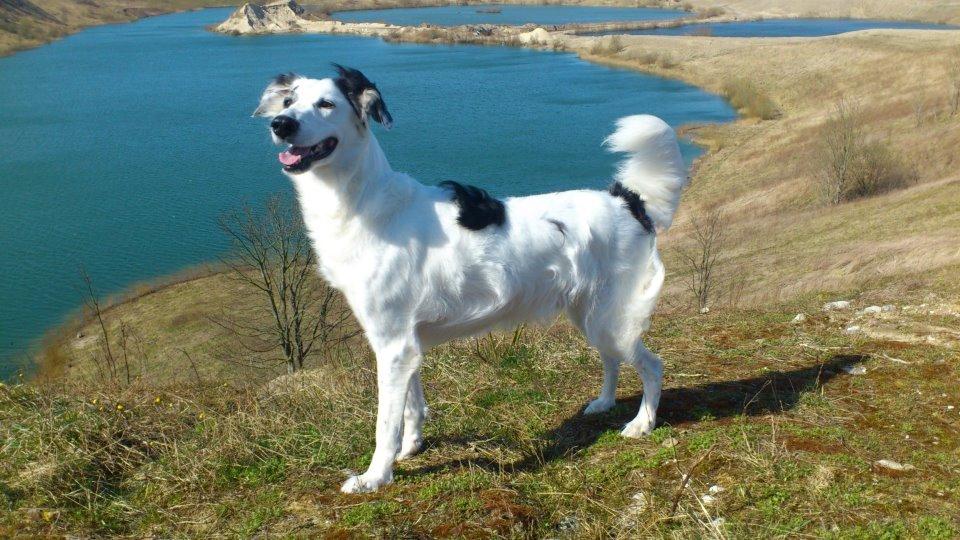 Blanding af racer Amigo billede 9