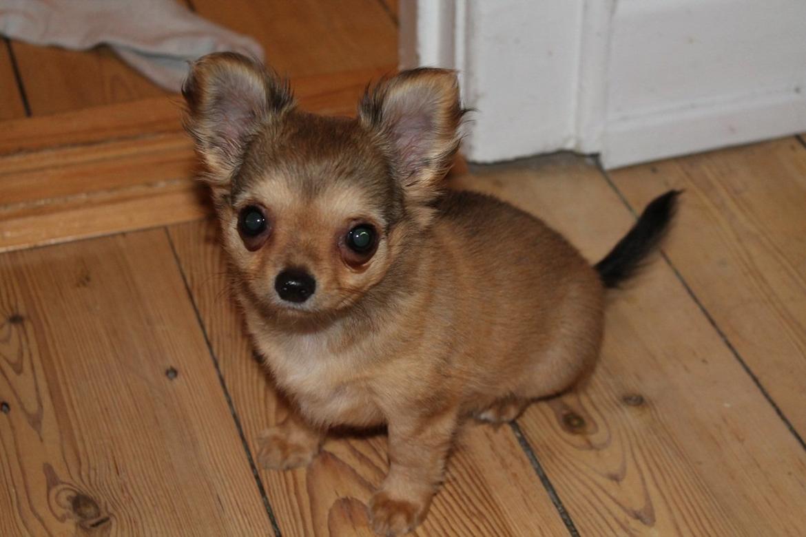 Chihuahua House Of Holtens Delicia (Ronja) billede 1