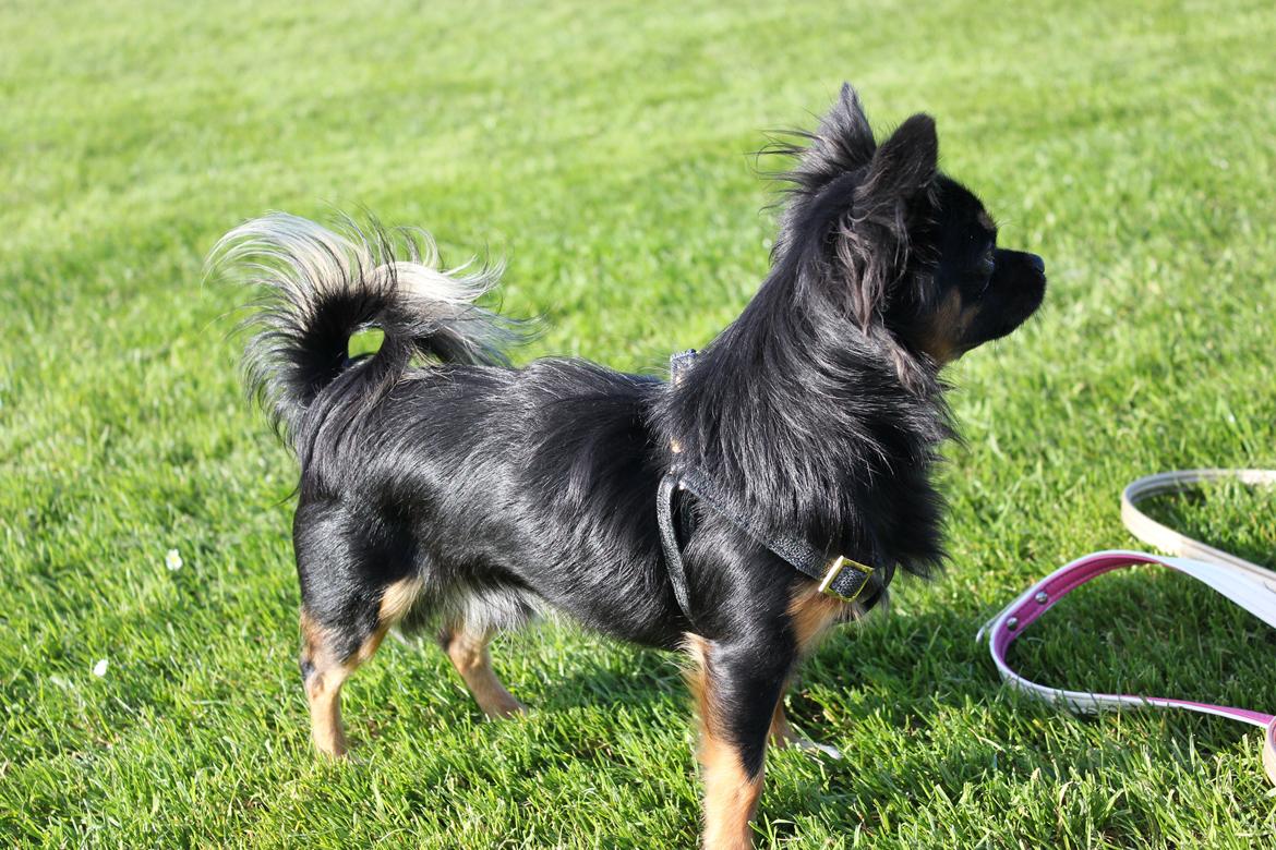 Chihuahua Pablo billede 11