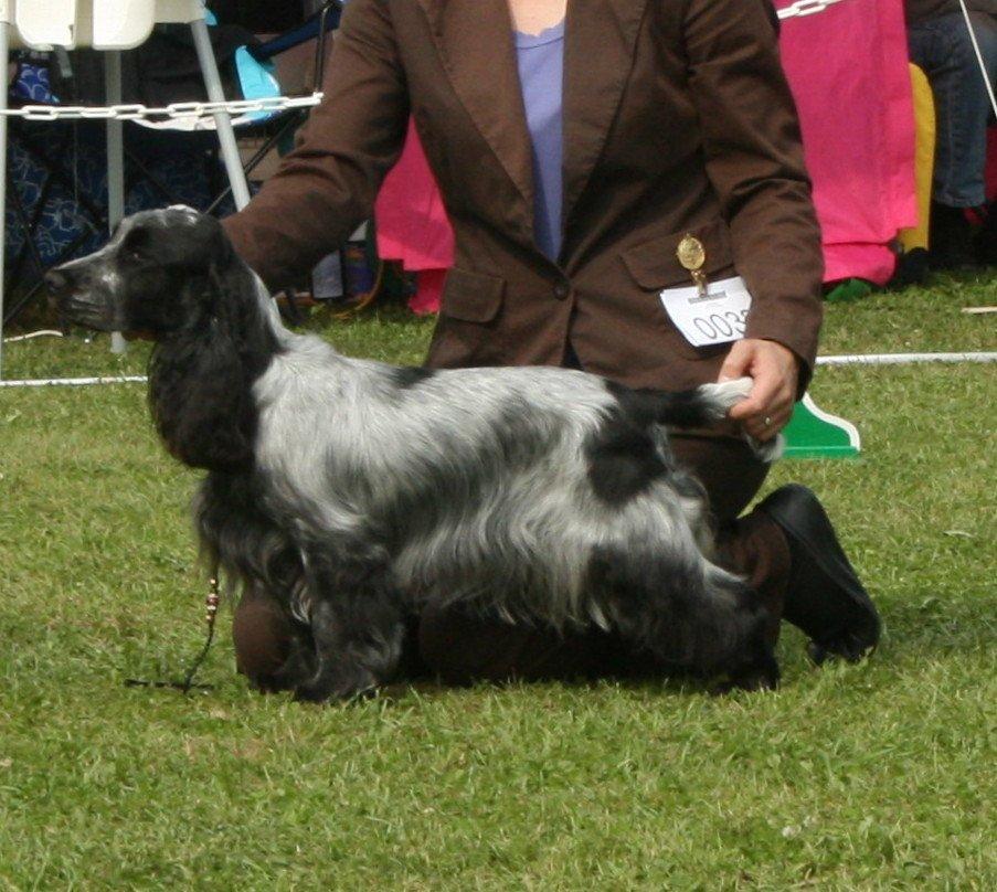 Cocker spaniel Diana - himmelhund - Spanielklubben Gold Cup 2012 billede 12
