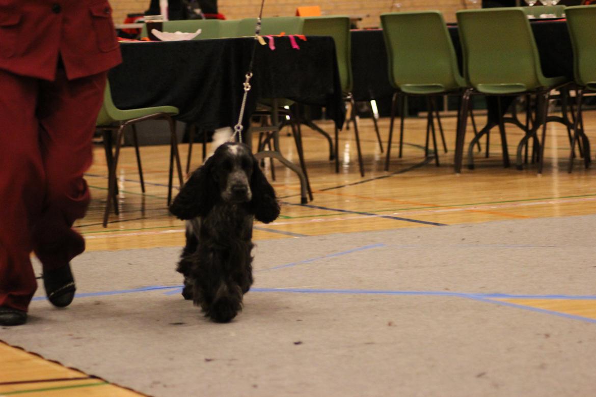 Cocker spaniel Diana - himmelhund - Dianas første udstilling i DK som 13 mdr, hun fik Exc /CK billede 17
