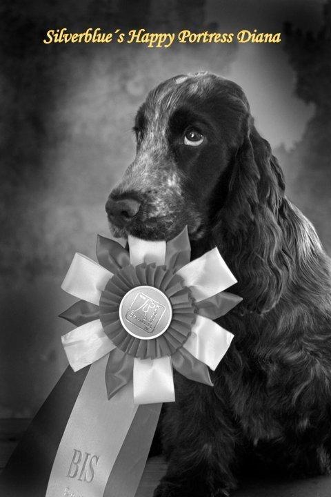 Cocker spaniel Diana - himmelhund - Diana med sin BIS baby roset billede 22