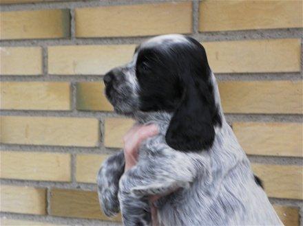 Cocker spaniel Diana - himmelhund - Diana som 5 ugers baby billede 23