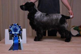 Cocker spaniel Diana - himmelhund - Diana med en BIS 2 hvalp roset billede 21