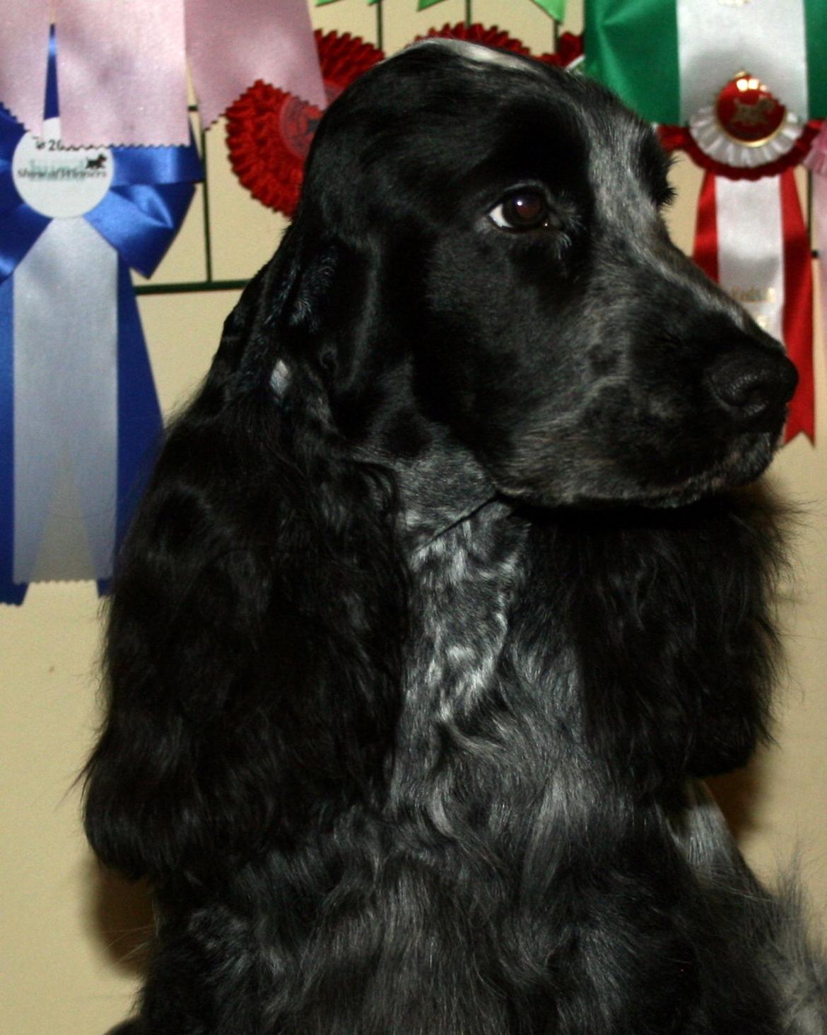 Cocker spaniel Diana - himmelhund - Diana 14 mdr billede 15