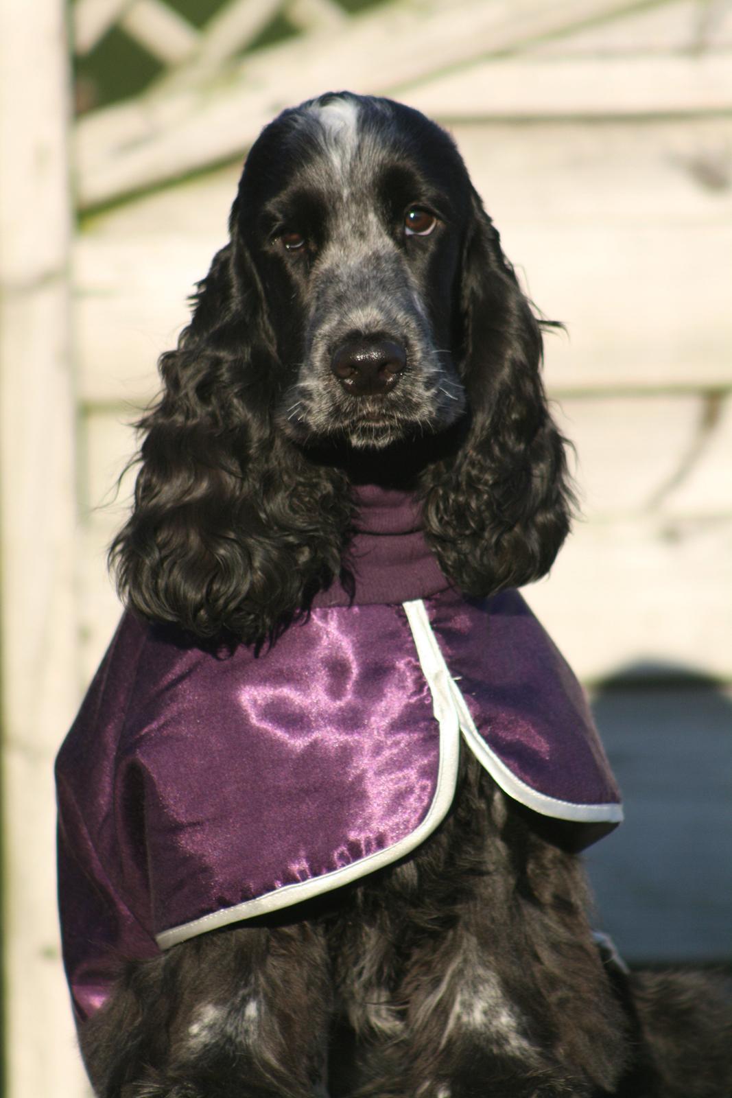 Cocker spaniel Diana - himmelhund billede 20