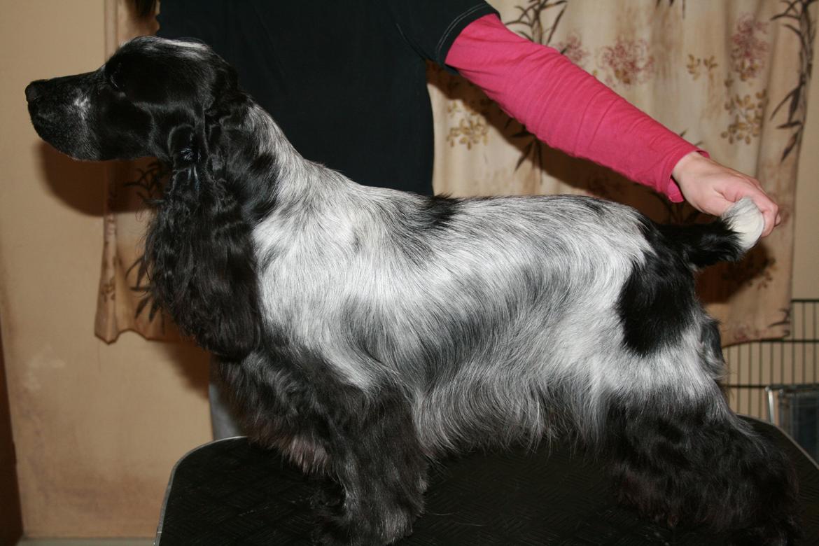 Cocker spaniel Diana - himmelhund billede 16