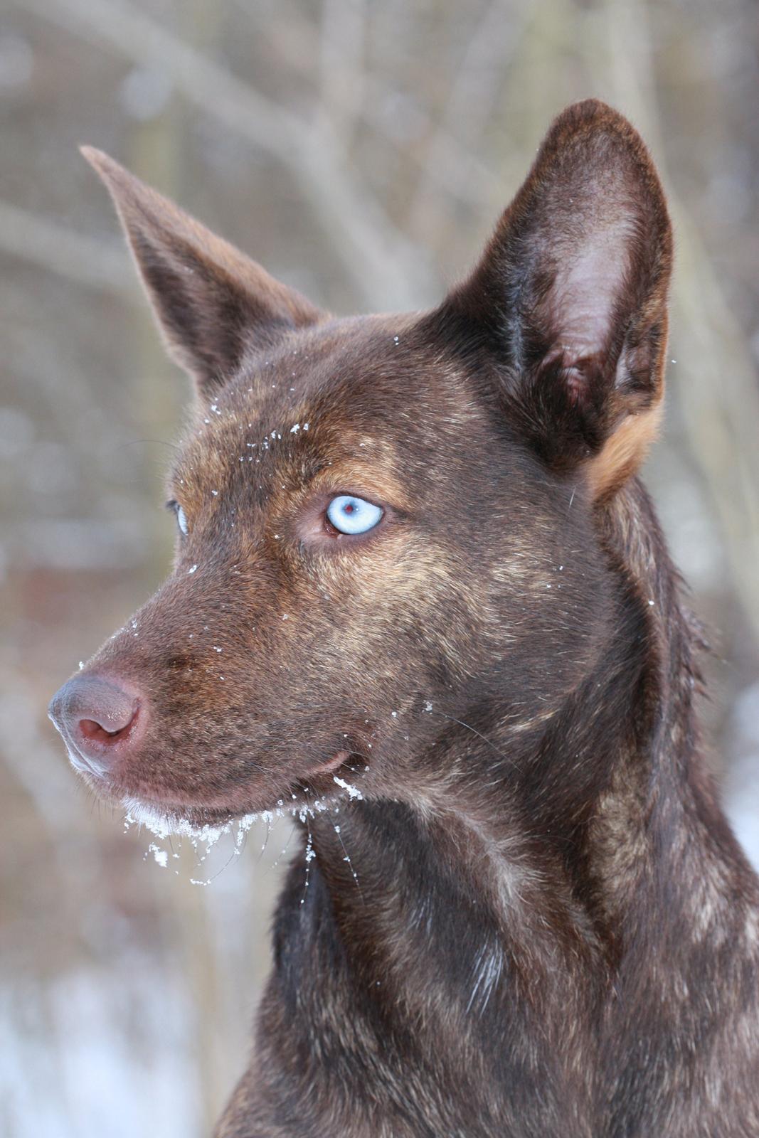 Blanding af racer Tia billede 3