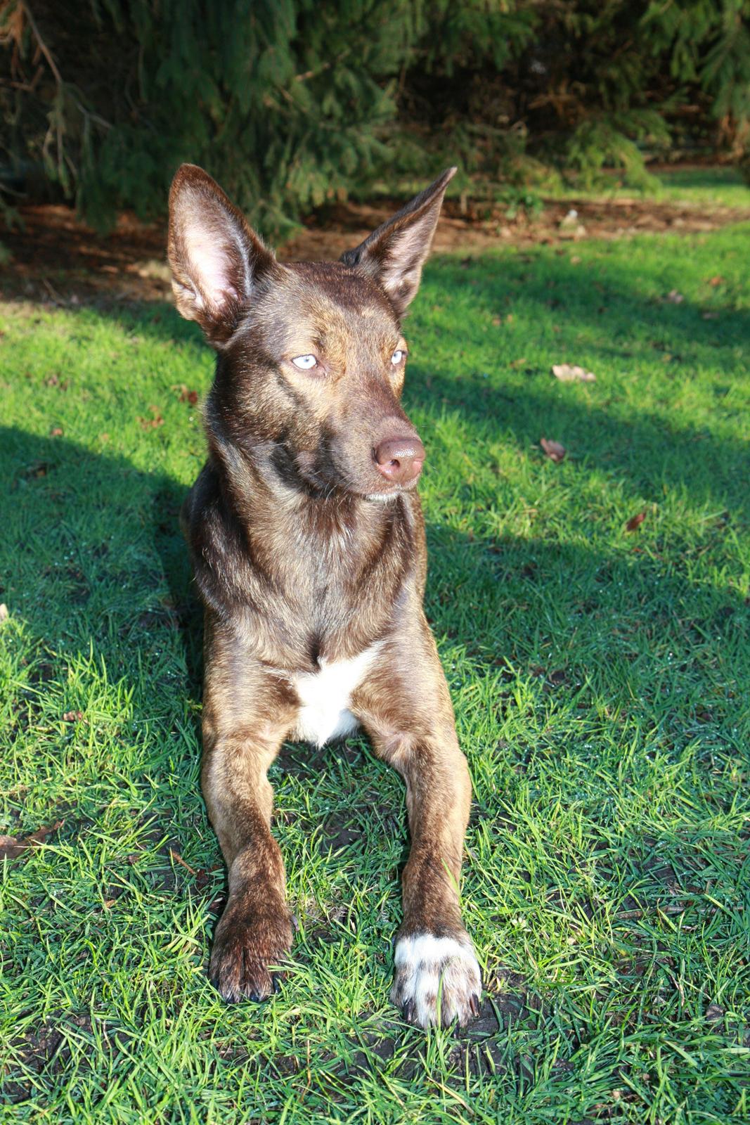 Blanding af racer Tia billede 4