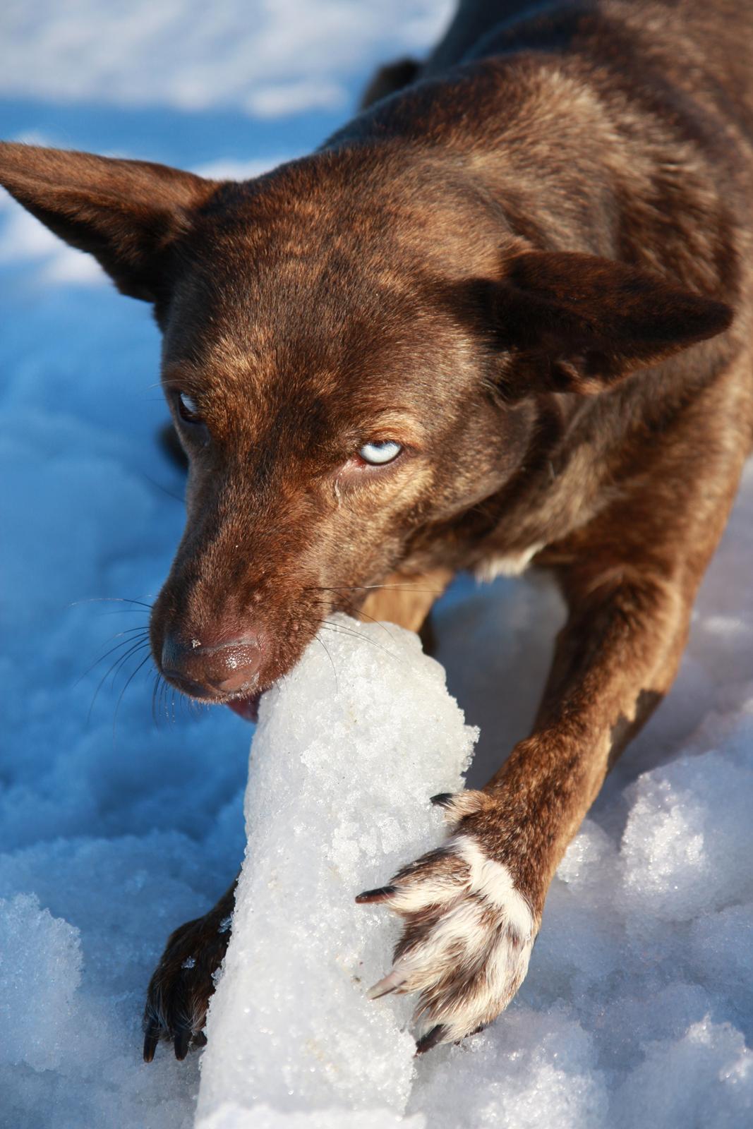 Blanding af racer Tia billede 5