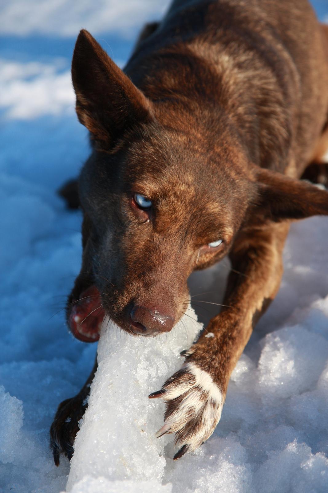 Blanding af racer Tia billede 6