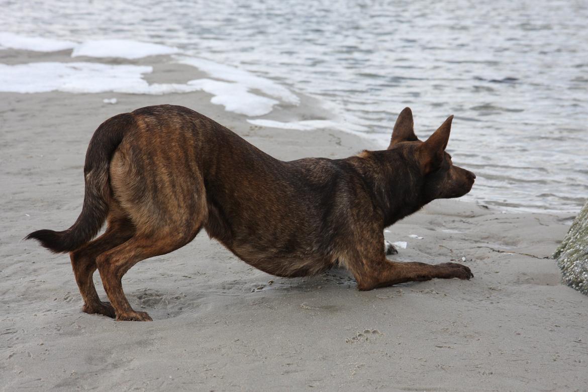 Blanding af racer Tia billede 7