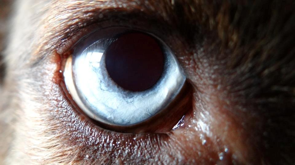 Blanding af racer Tia billede 8