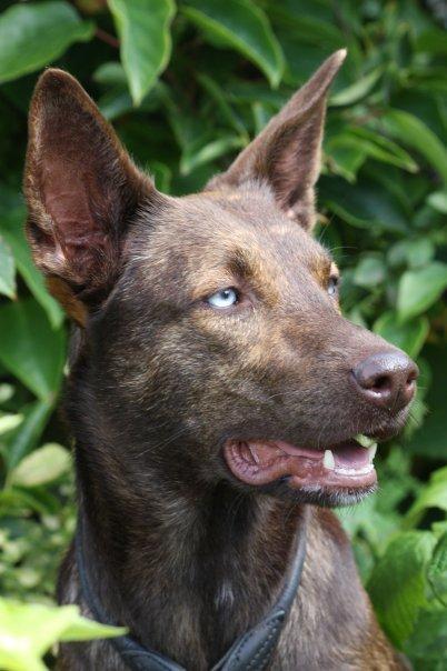 Blanding af racer Tia billede 2