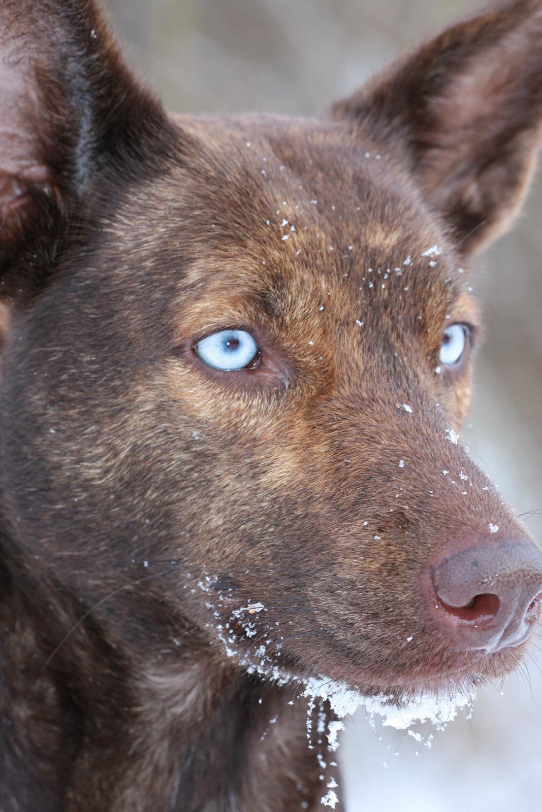 Blanding af racer Tia billede 9