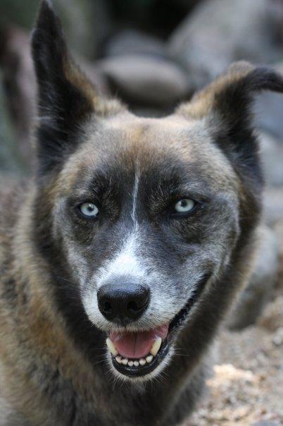 Blanding af racer Sjinto billede 1