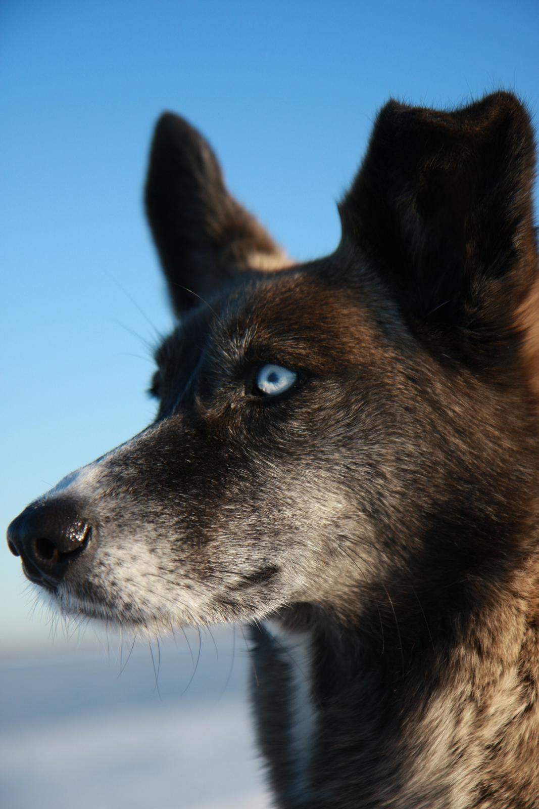 Blanding af racer Sjinto billede 2