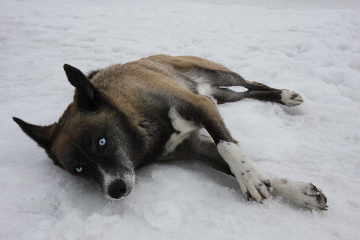 Blanding af racer Sjinto billede 3